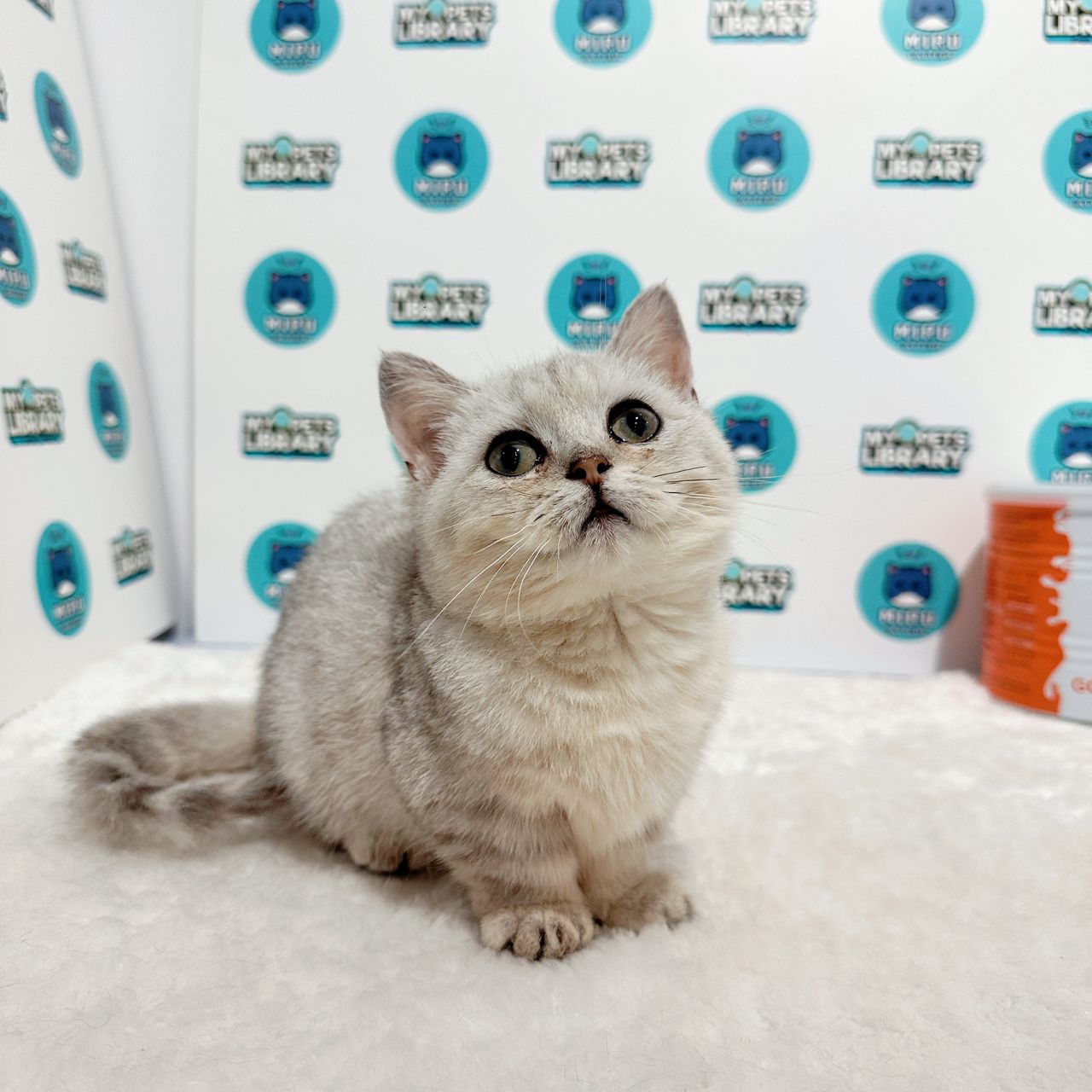 Super Short Munchkin British Shorthair Kitten (Female) For Sale