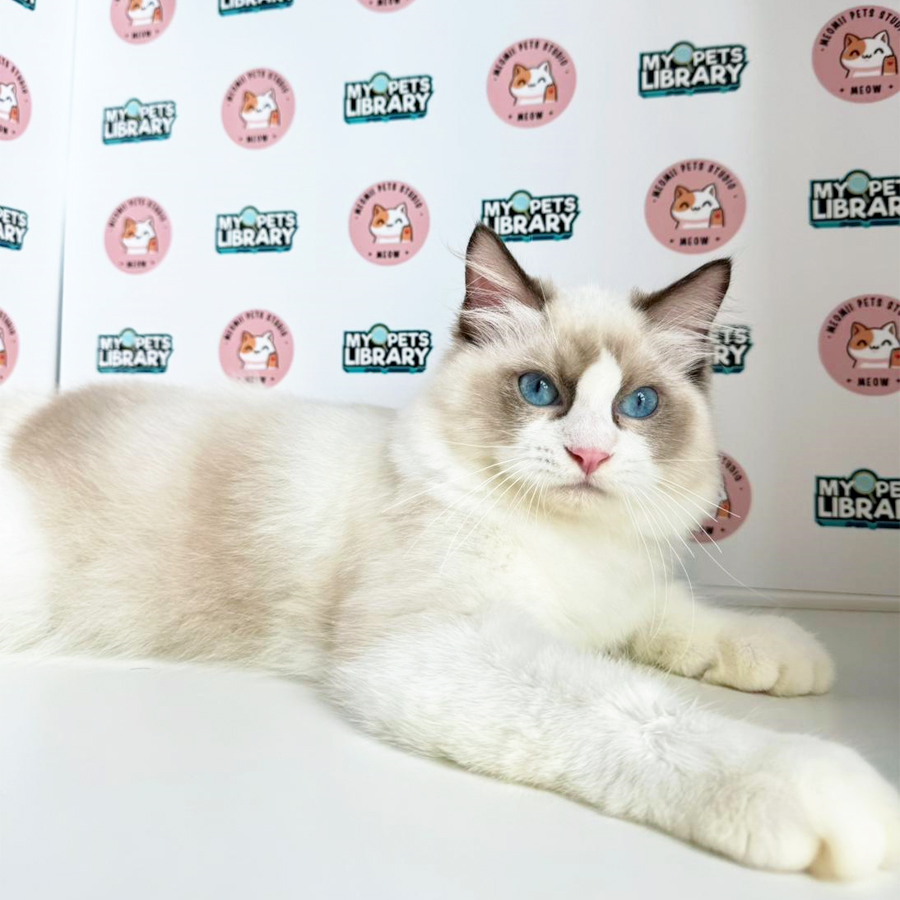 Ragdoll Kitten (Male) For Sale