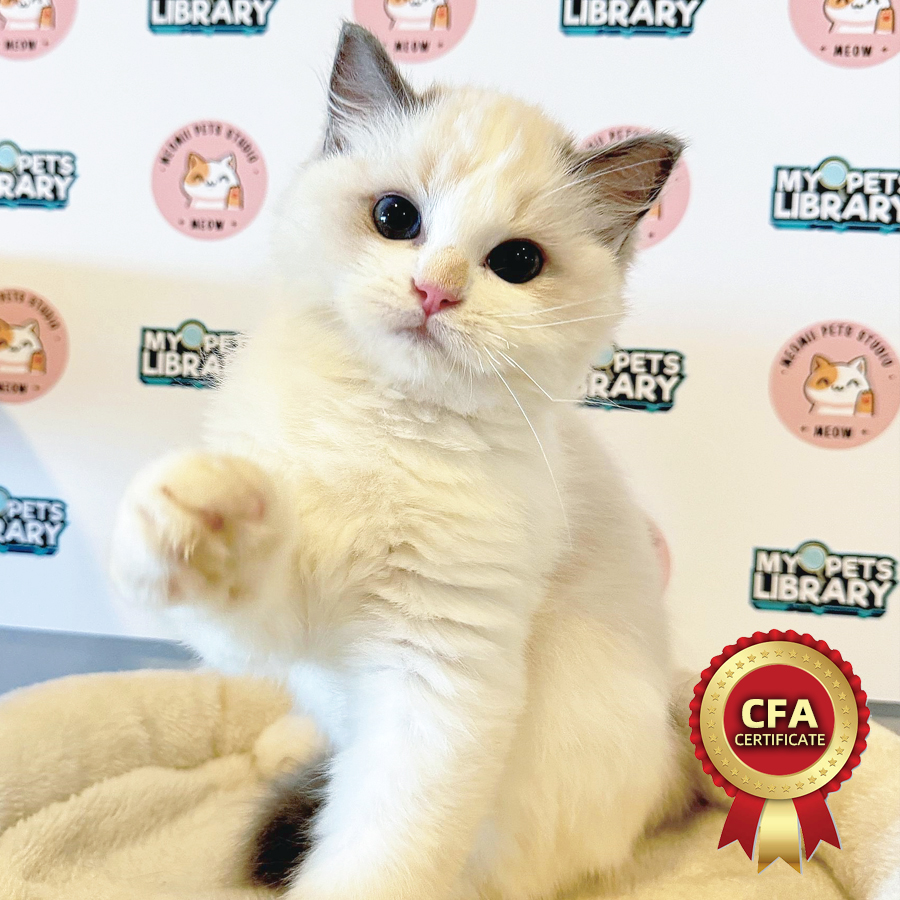 CFA Ragdoll Kitten (Male) For Sale