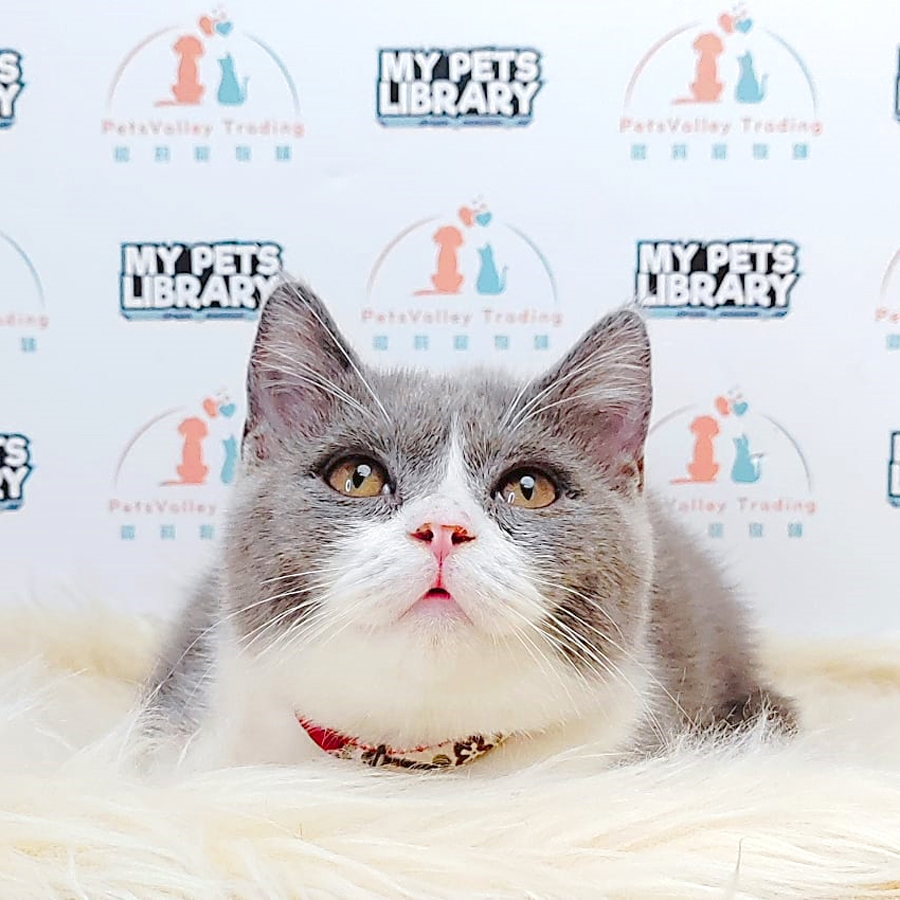 British Shorthair Kitten (Male) For Sale