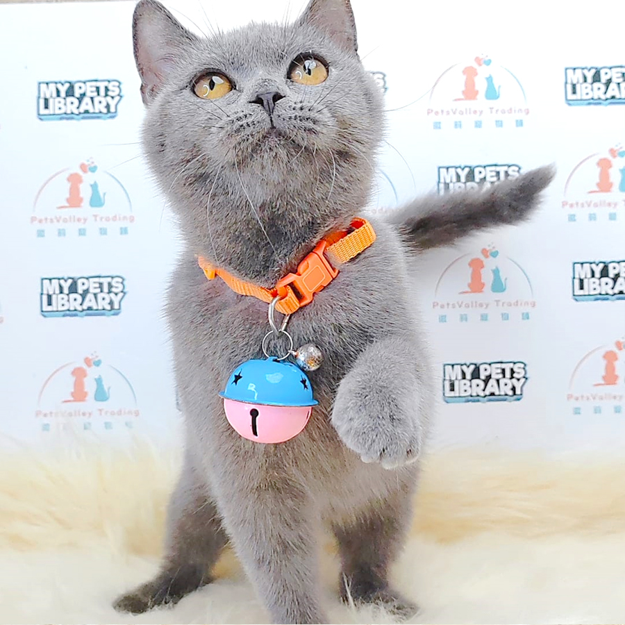British Shorthair Kitten (Female) For Sale