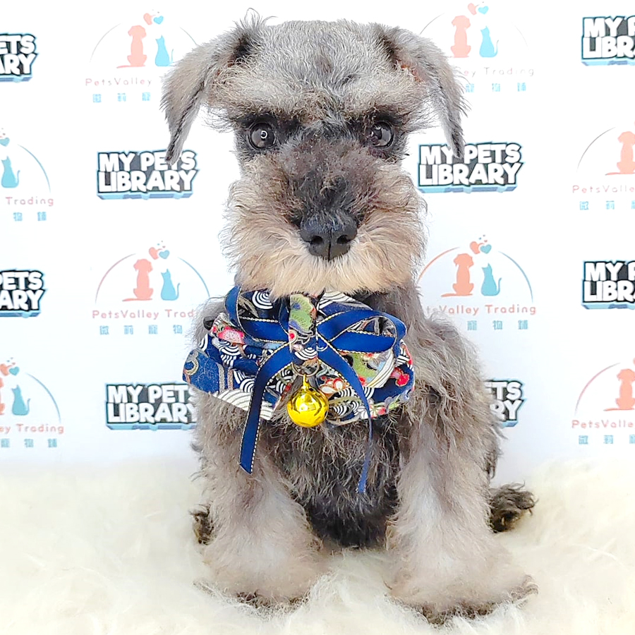 Schnauzer Puppy (Male) For Sale