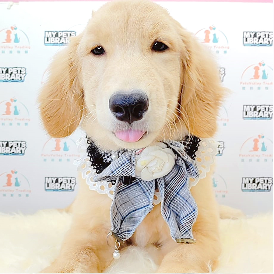 Golden Retriever Puppy (Female) For Sale