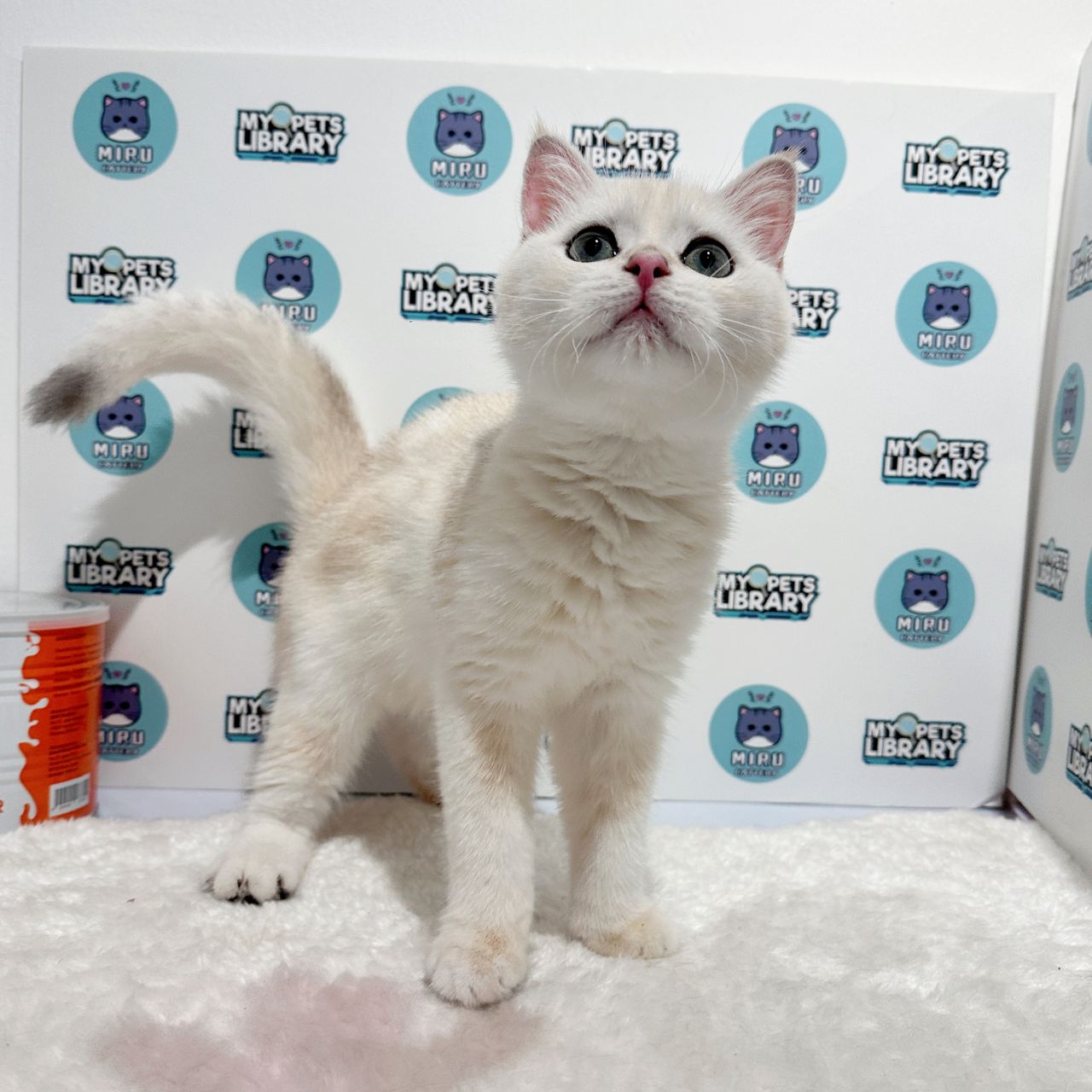 British Shorthair Kitten (Male) For Sale