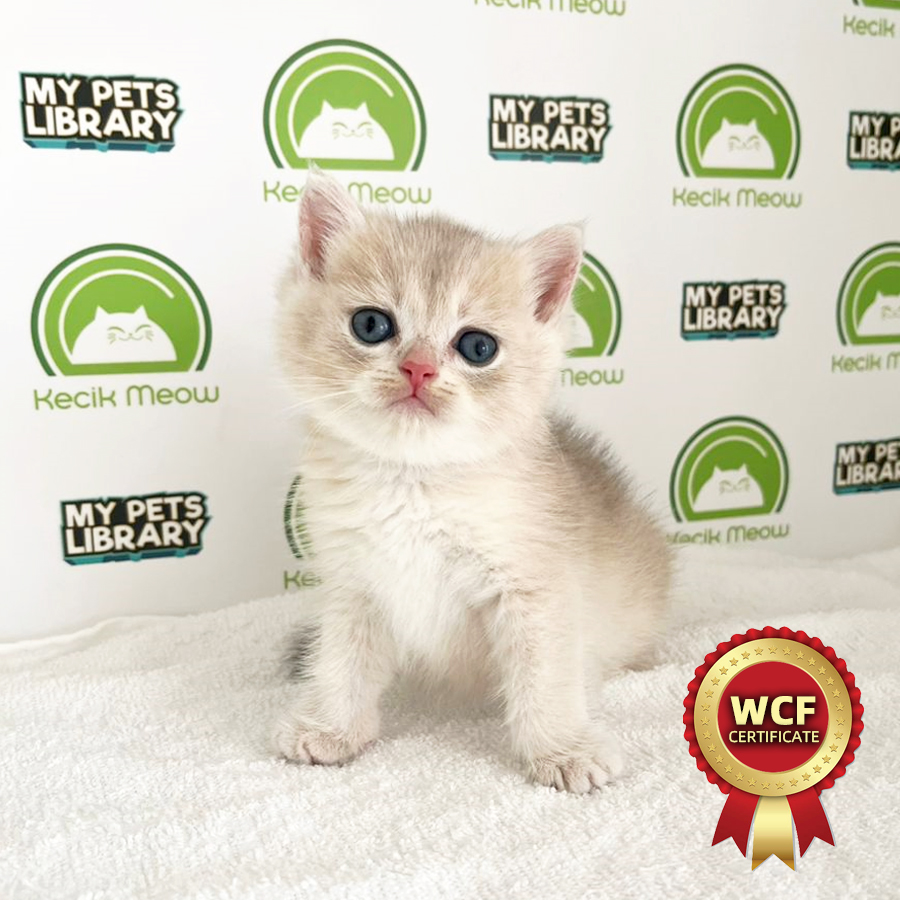 WCF British Shorthair Kitten (Male) For Sale