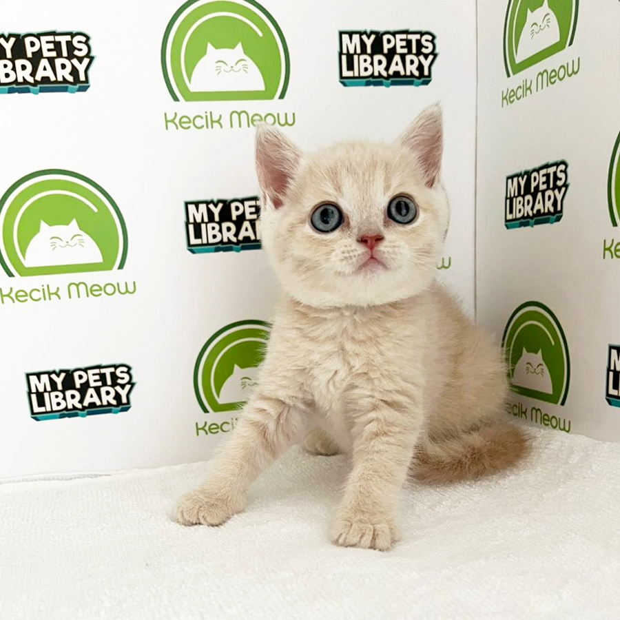 British Shorthair Kitten (Male) For Sale