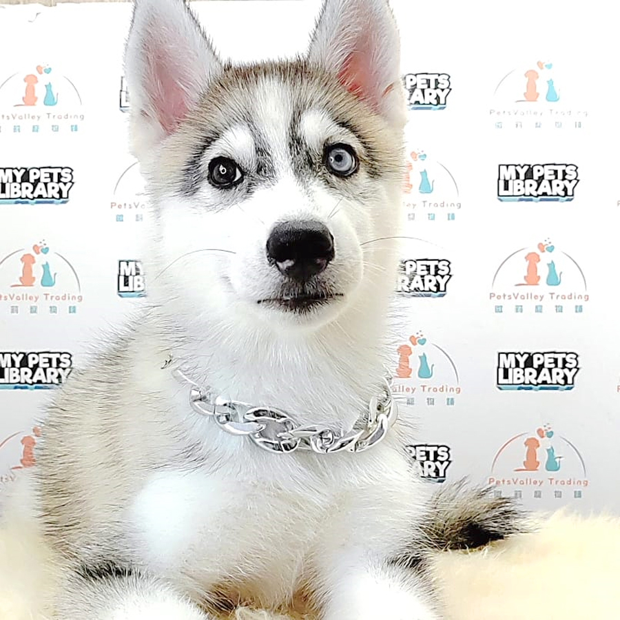 Alaskan Husky Puppy (Male) For Sale