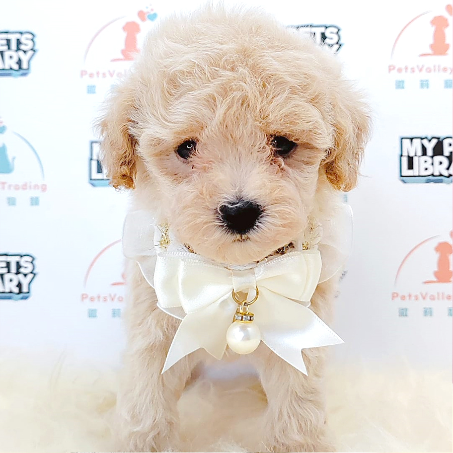 Tiny Poodle Puppy (Female) For Sale