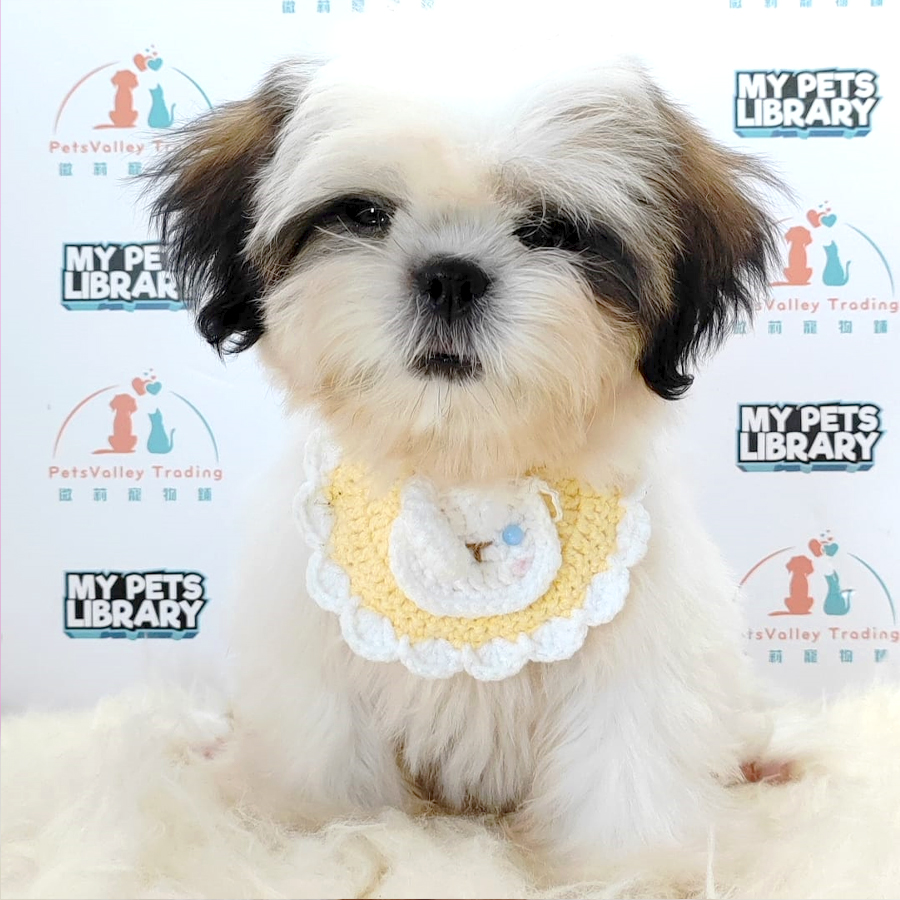 Shih Tzu Puppy (Male) For Sale