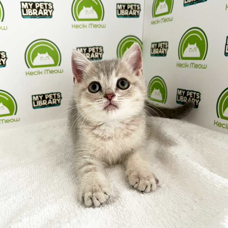 British Shorthair Kitten (Female) For Sale