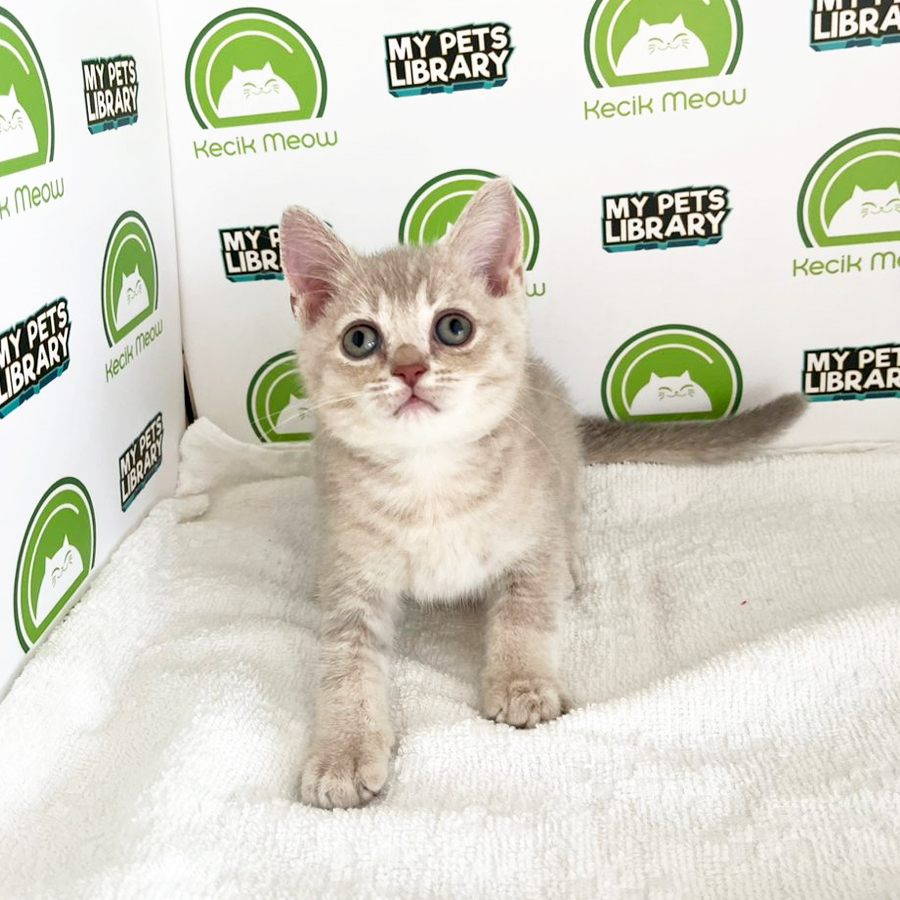 British Shorthair Kitten (Female) For Sale