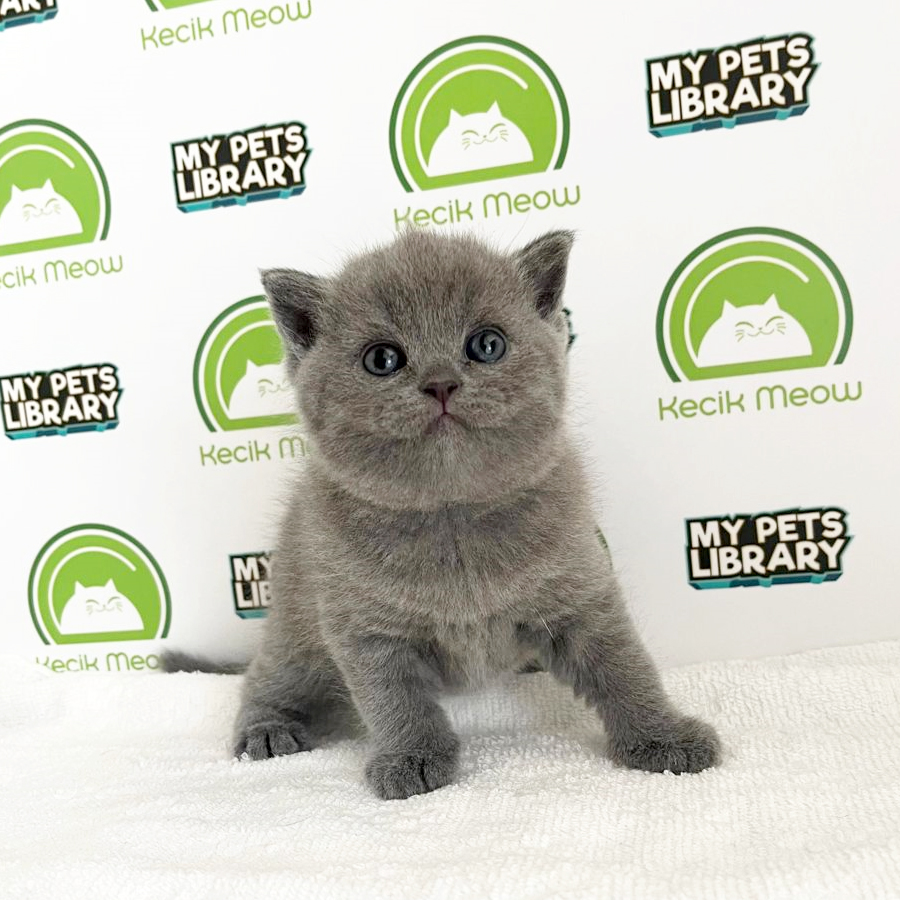 British Shorthair Kitten (Female) For Sale
