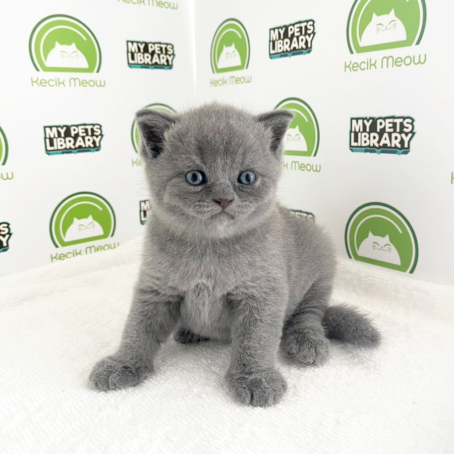 British Shorthair Kitten (Male) For Sale