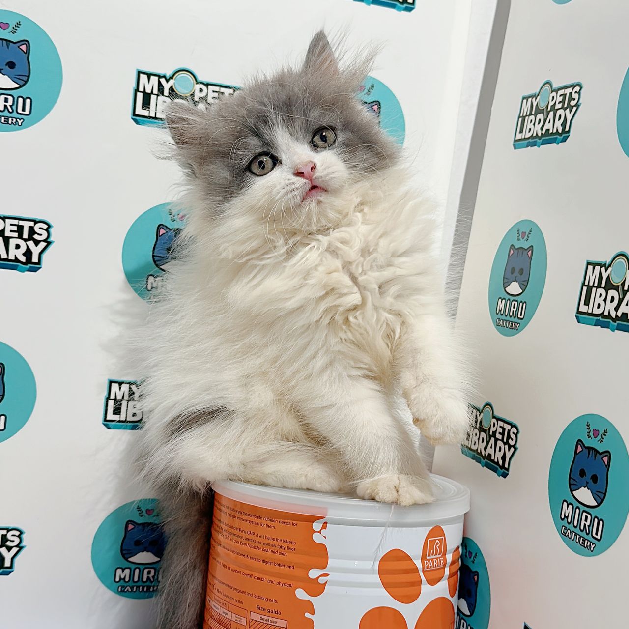 Minuet Napoleon Kitten (Female) For Sale