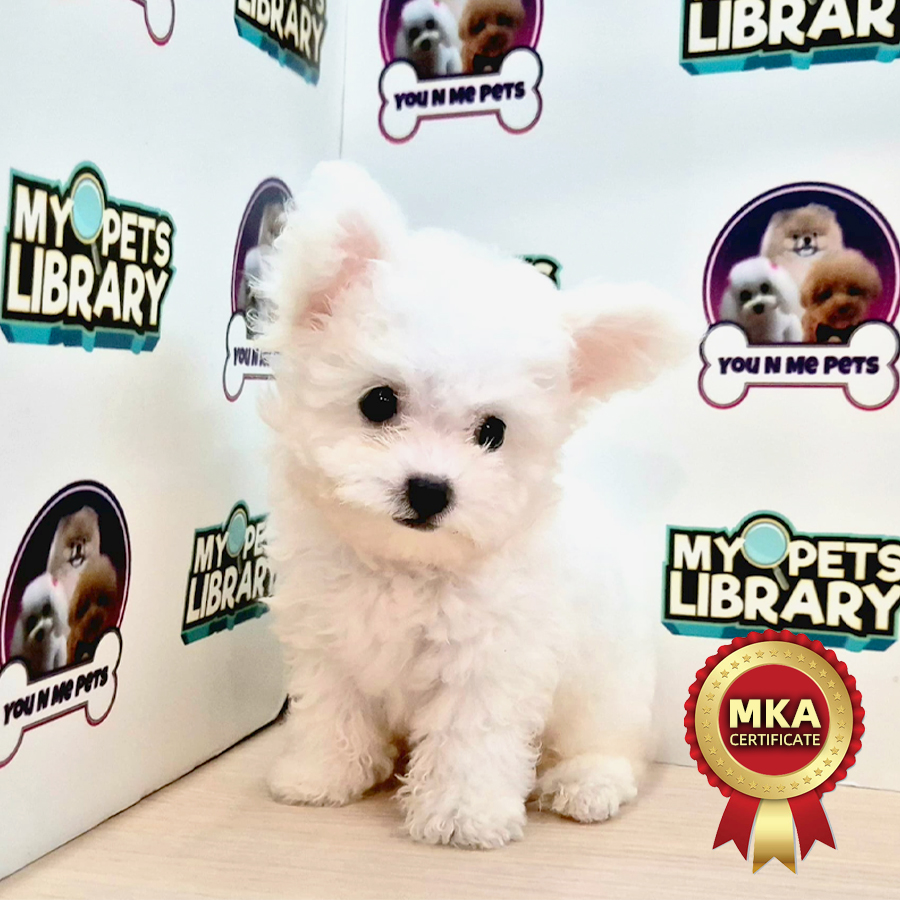 MKA Tiny Poodle Puppy (Male) For Sale