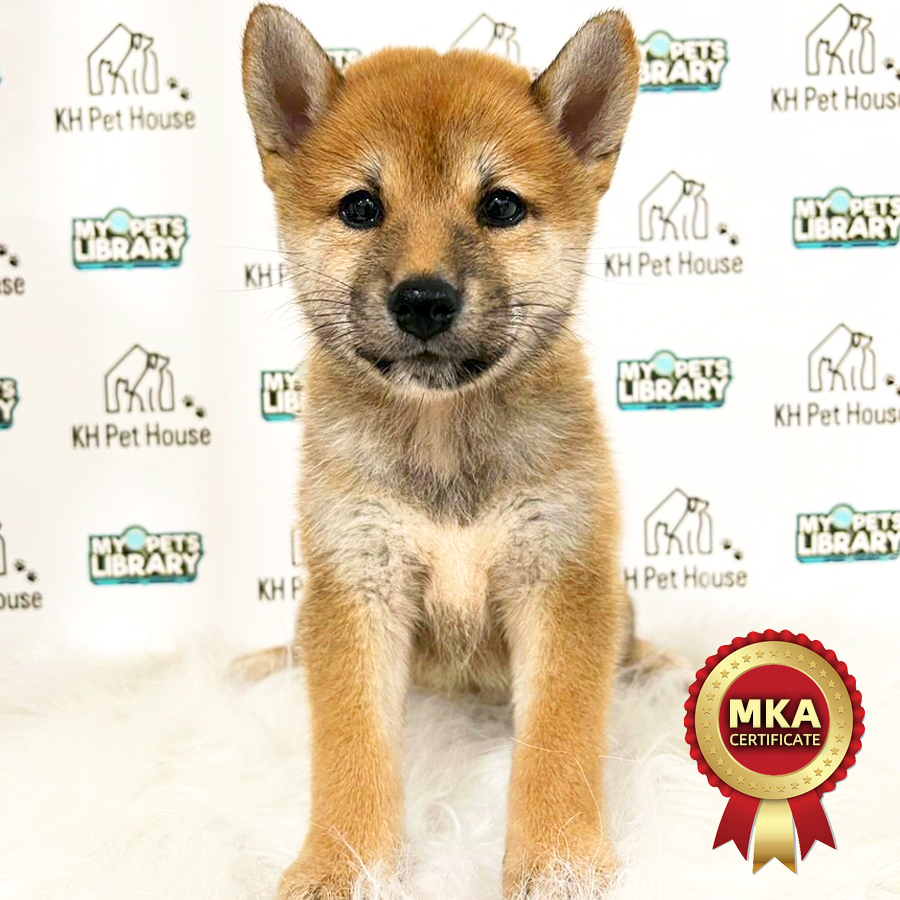 MKA Shiba Inu Puppy (Female) For Sale