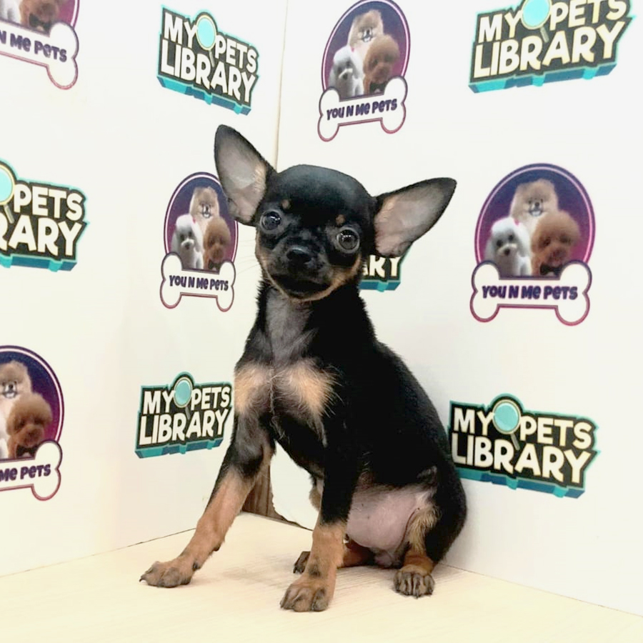 Mini Pinscher Puppy (Female) For Sale