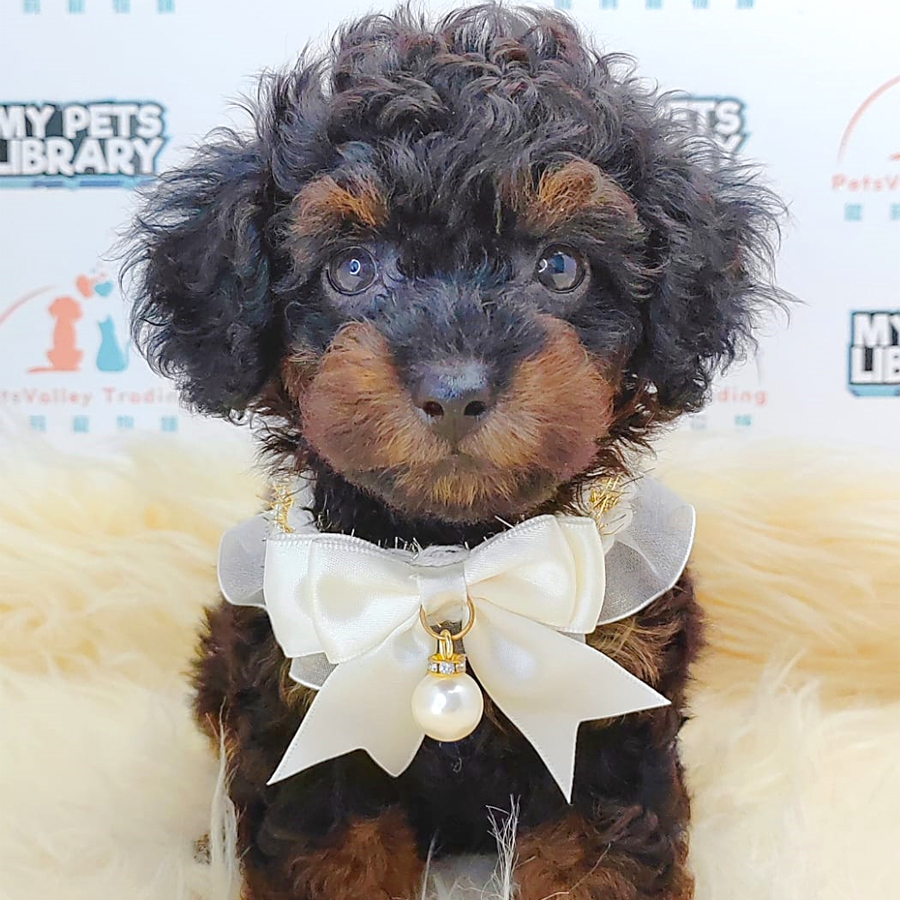 Toy Poodle Puppy (Male) For Sale