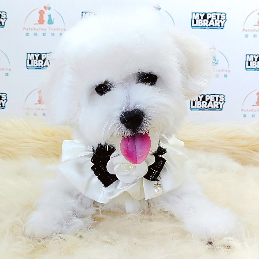 Bichon Frise Puppy (Female) For Sale