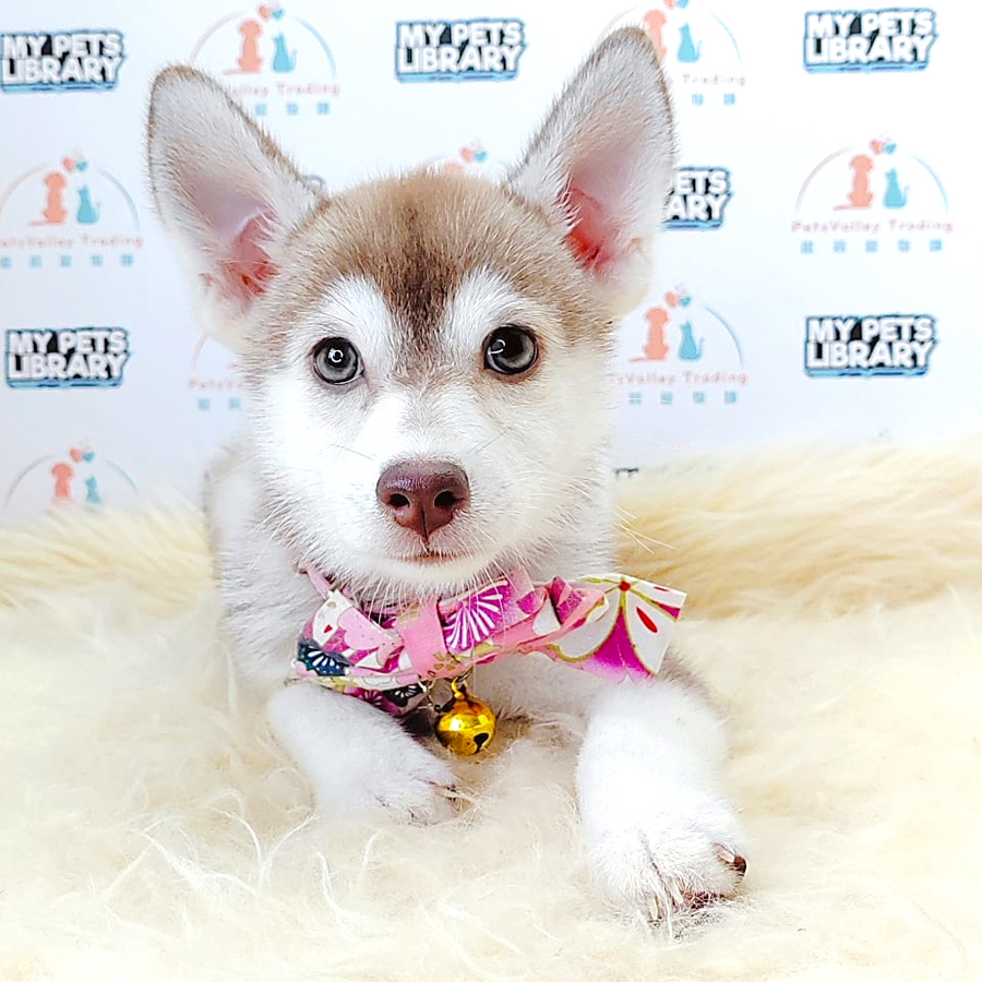 Pomsky Puppy (Female) For Sale