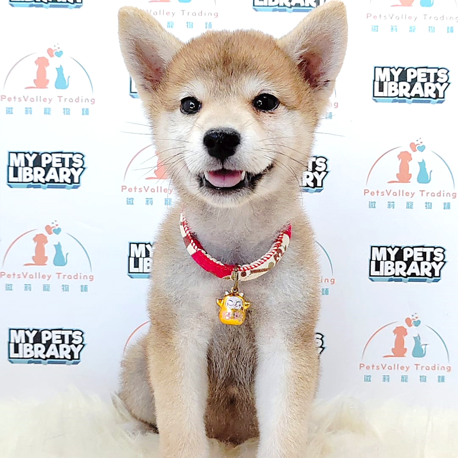 Shiba Inu Puppy (Male) For Sale