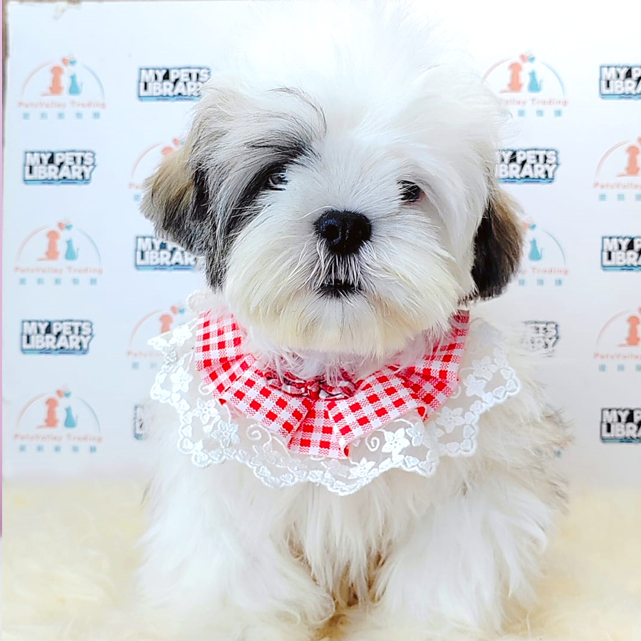 Shih Tzu Puppy (Male) For Sale