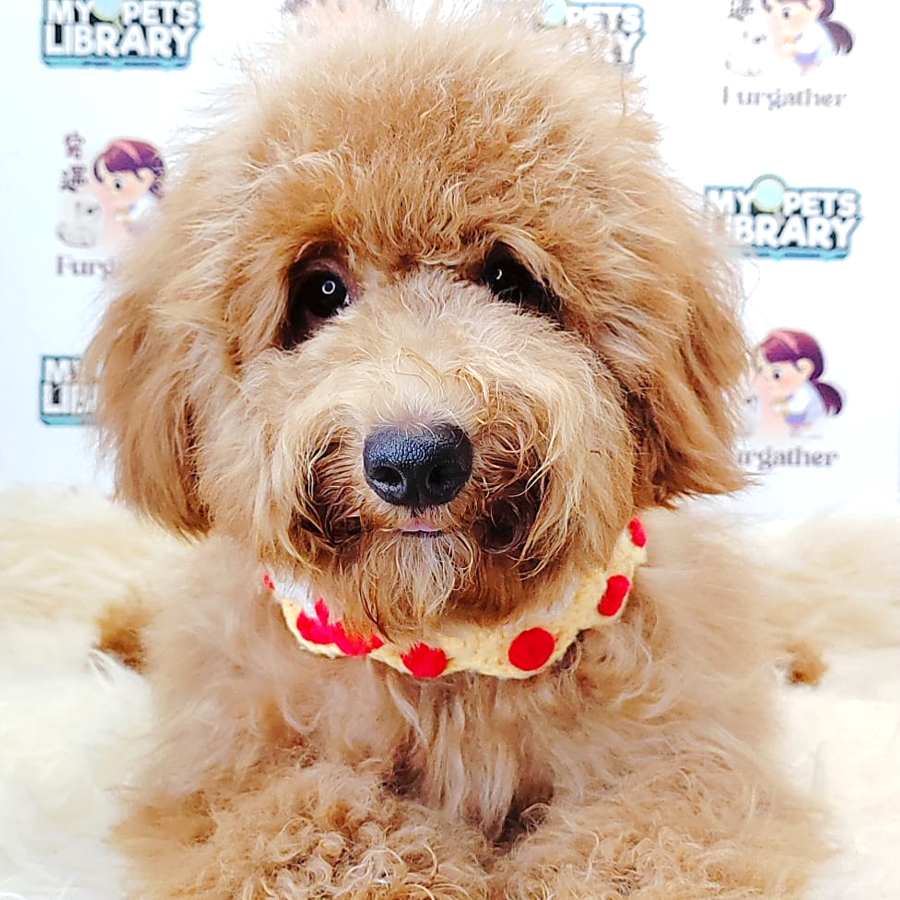 Miniature Poodle Puppy (Male) For Sale