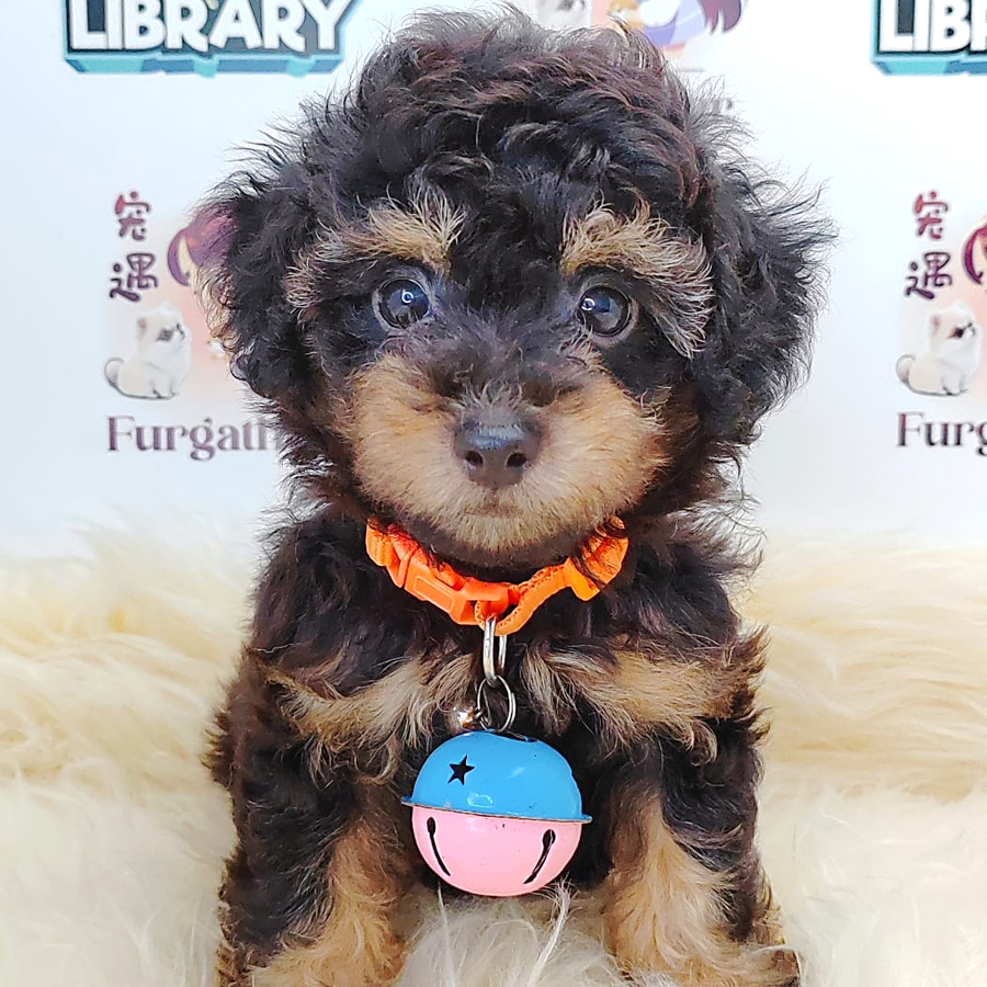 Poodle Puppy (Male) For Sale