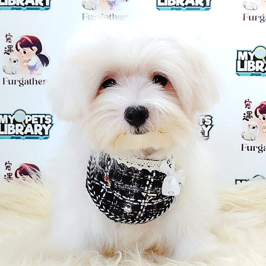 Maltese Puppy (Male) For Sale