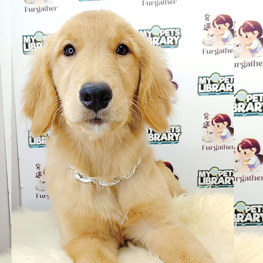 Golden Retriever Puppy (Female) For Sale