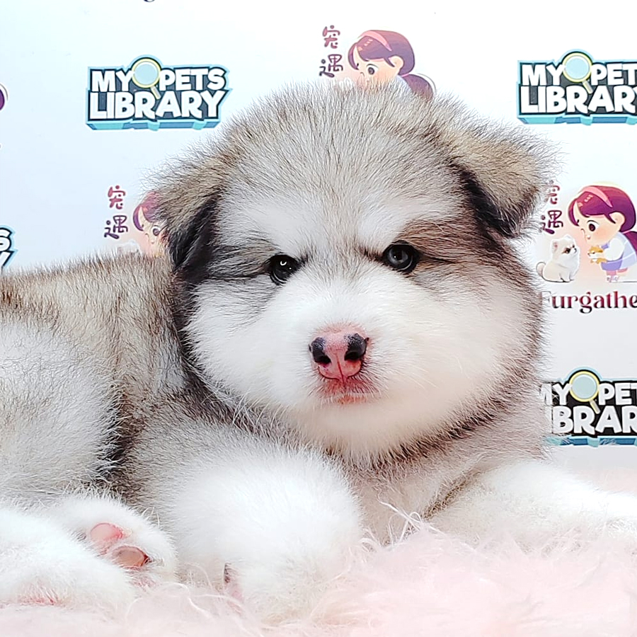 Wooly Malamute Puppy (Male) For Sale