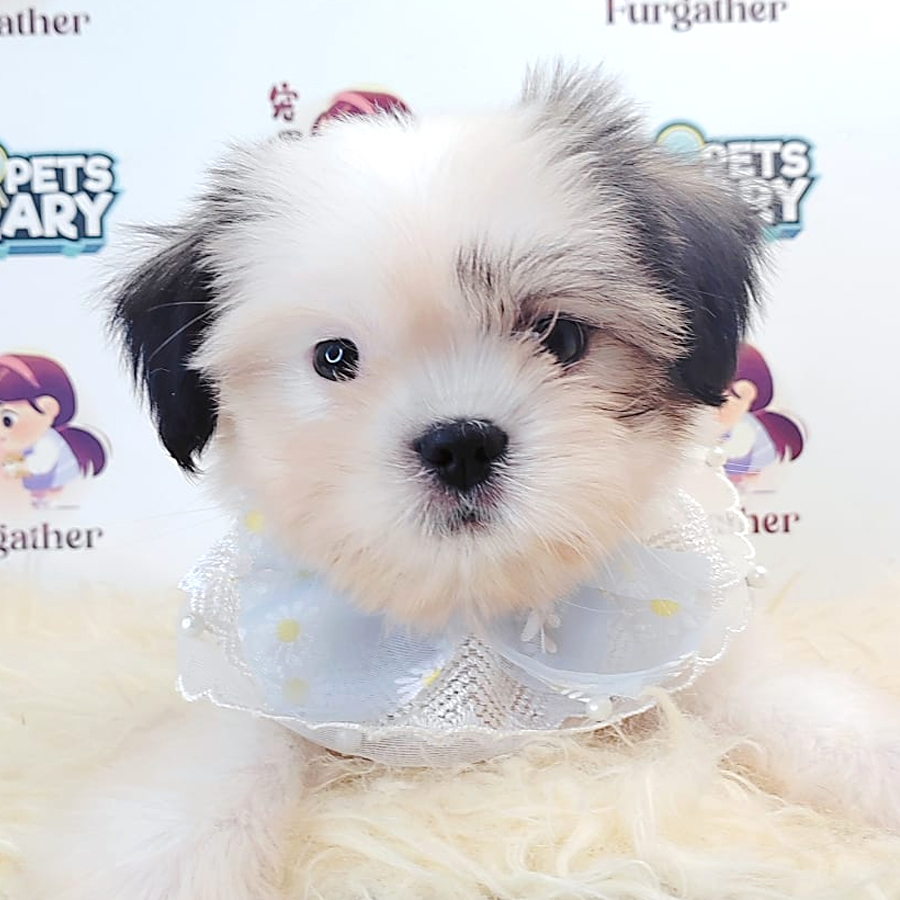 Shih Tzu Puppy (Male) For Sale