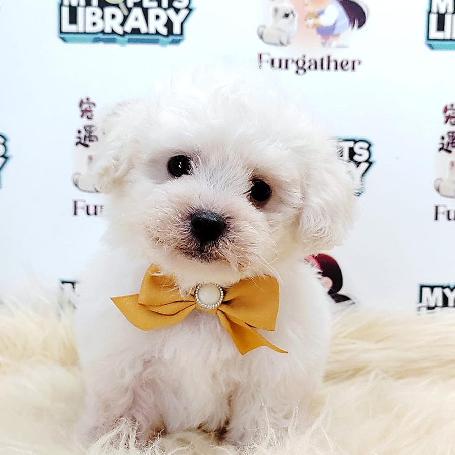 Poodle Puppy (Male) For Sale