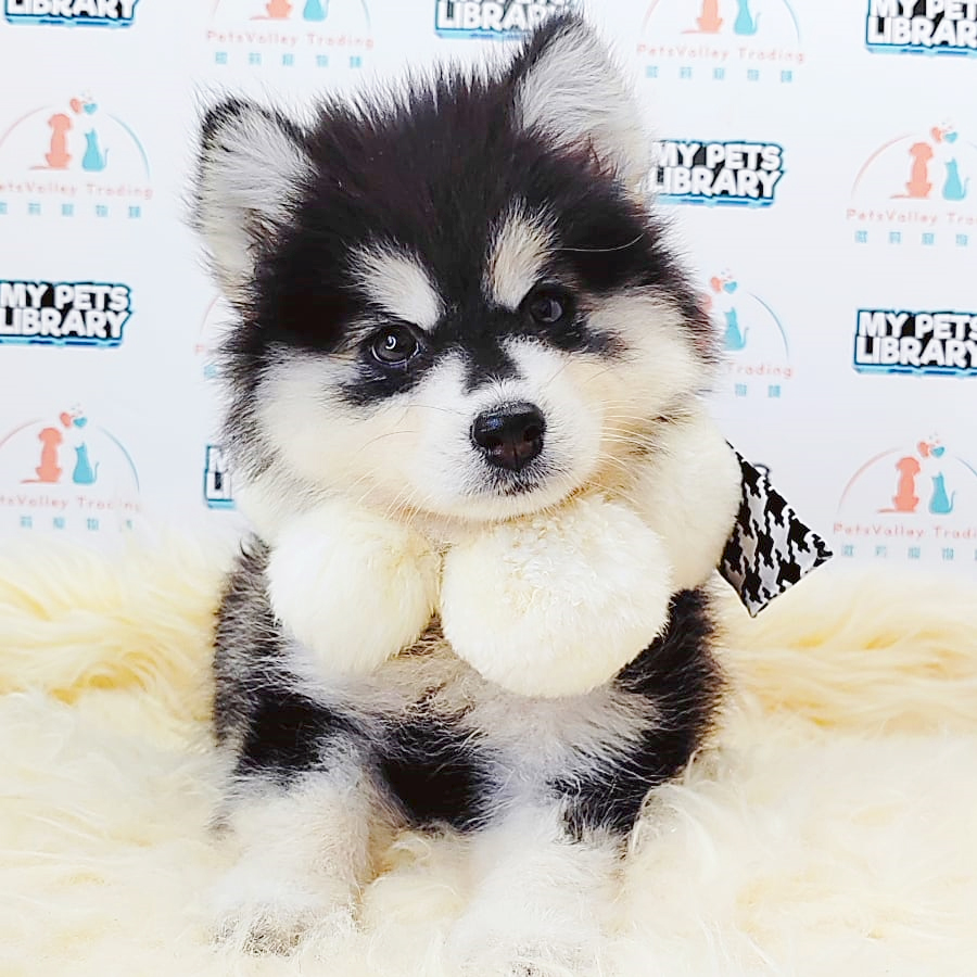Pomsky Puppy (Female) For Sale