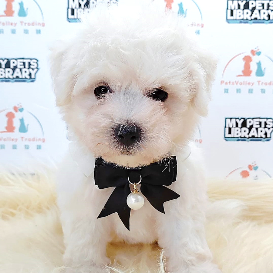 Bichon Frise Puppy (Female) For Sale