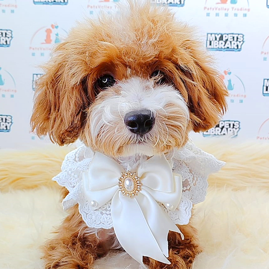 Maltipoo Puppy (Male) For Sale