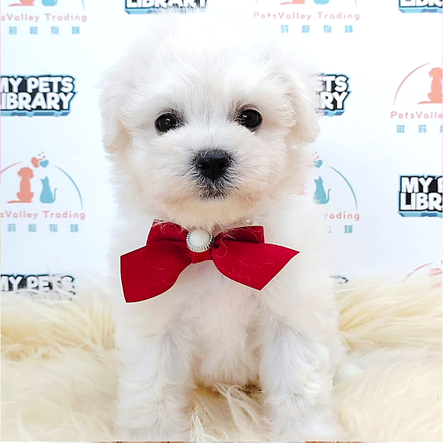 Bichon Frise Puppy (Female) For Sale