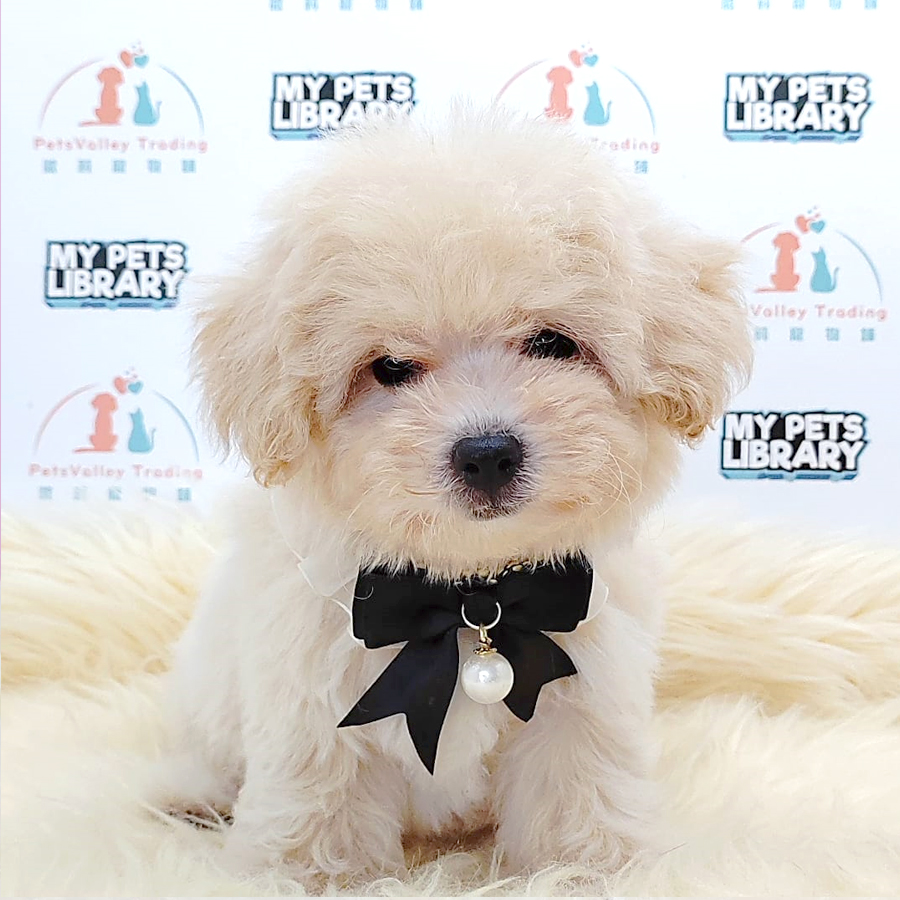 Maltipoo Puppy (Female) For Sale