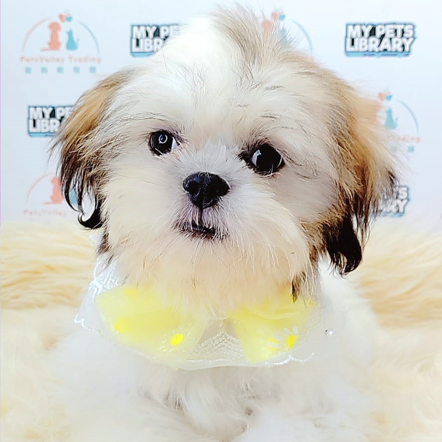 Shih Tzu Puppy (Male) For Sale