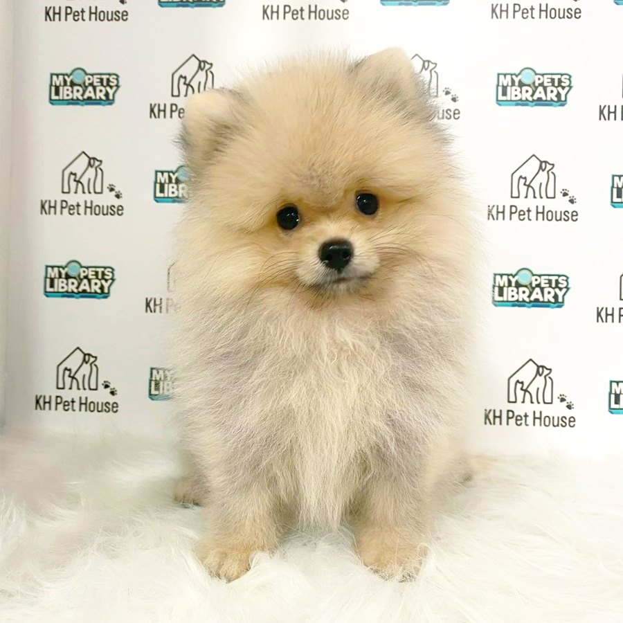 Pomeranian Puppy (Male) For Sale