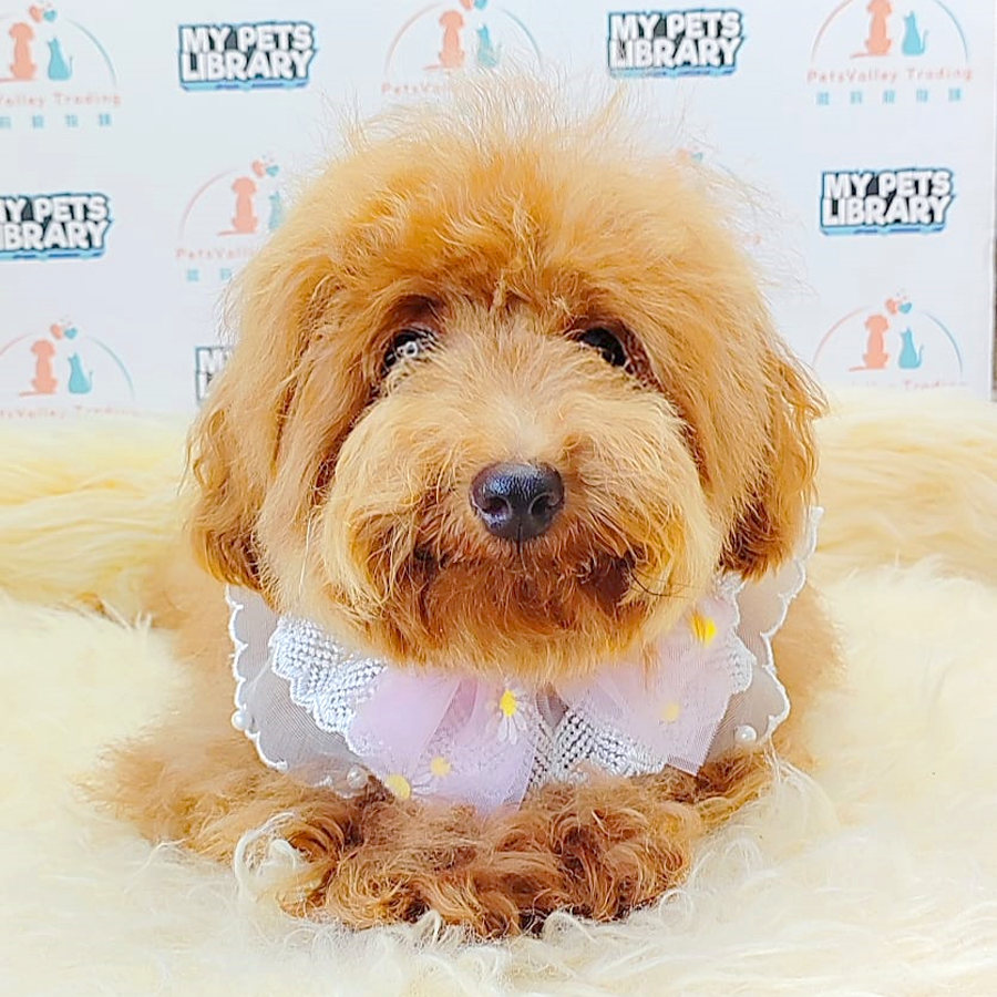 Miniature Poodle Puppy (Male) For Sale