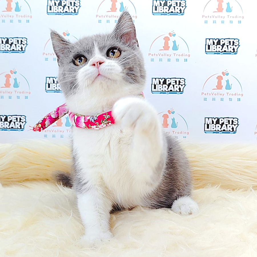British Shorthair Kitten (Male) For Sale