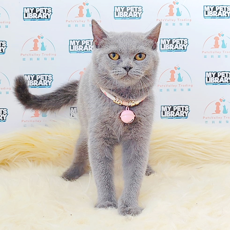 British Shorthair Kitten (Female) For Sale
