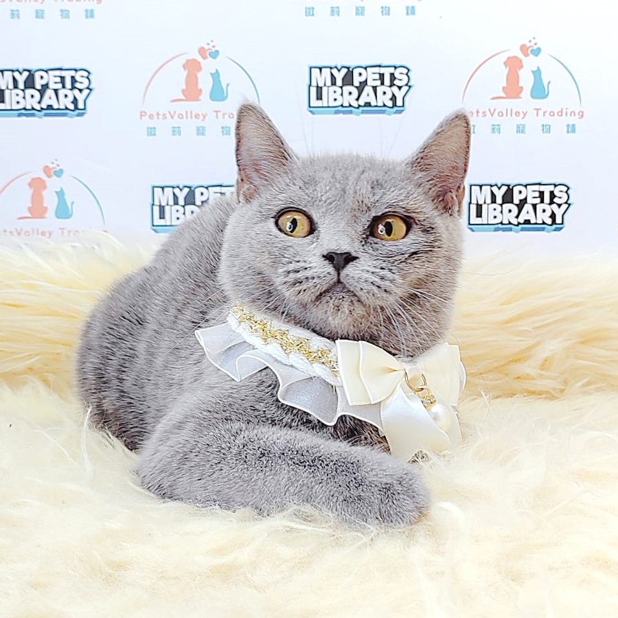 British Shorthair Kitten (Female) For Sale