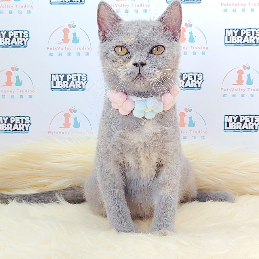 British Shorthair Kitten (Female) For Sale