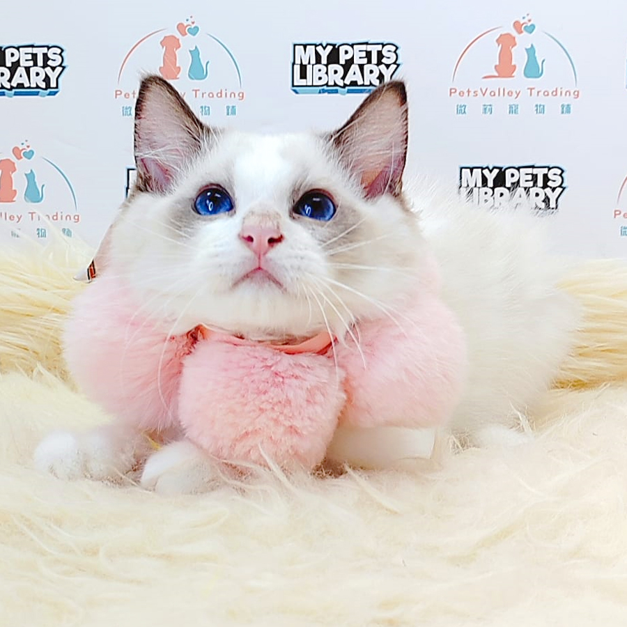 Ragdoll Kitten (Male) For Sale