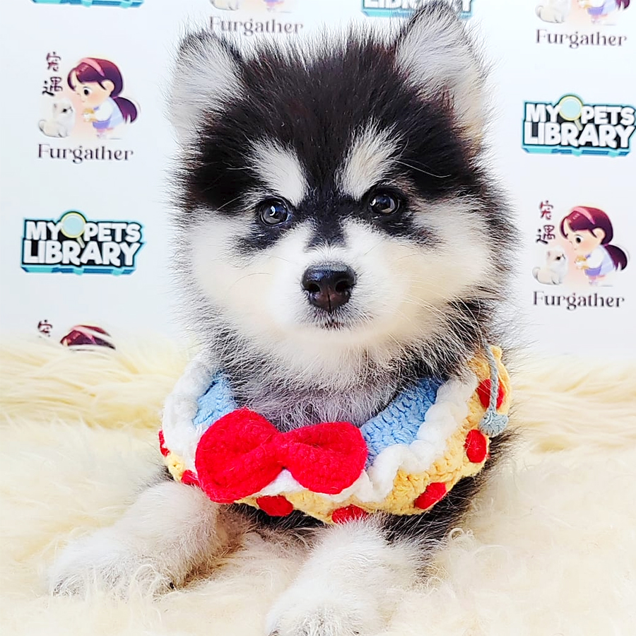 Pomsky Puppy (Female) For Sale