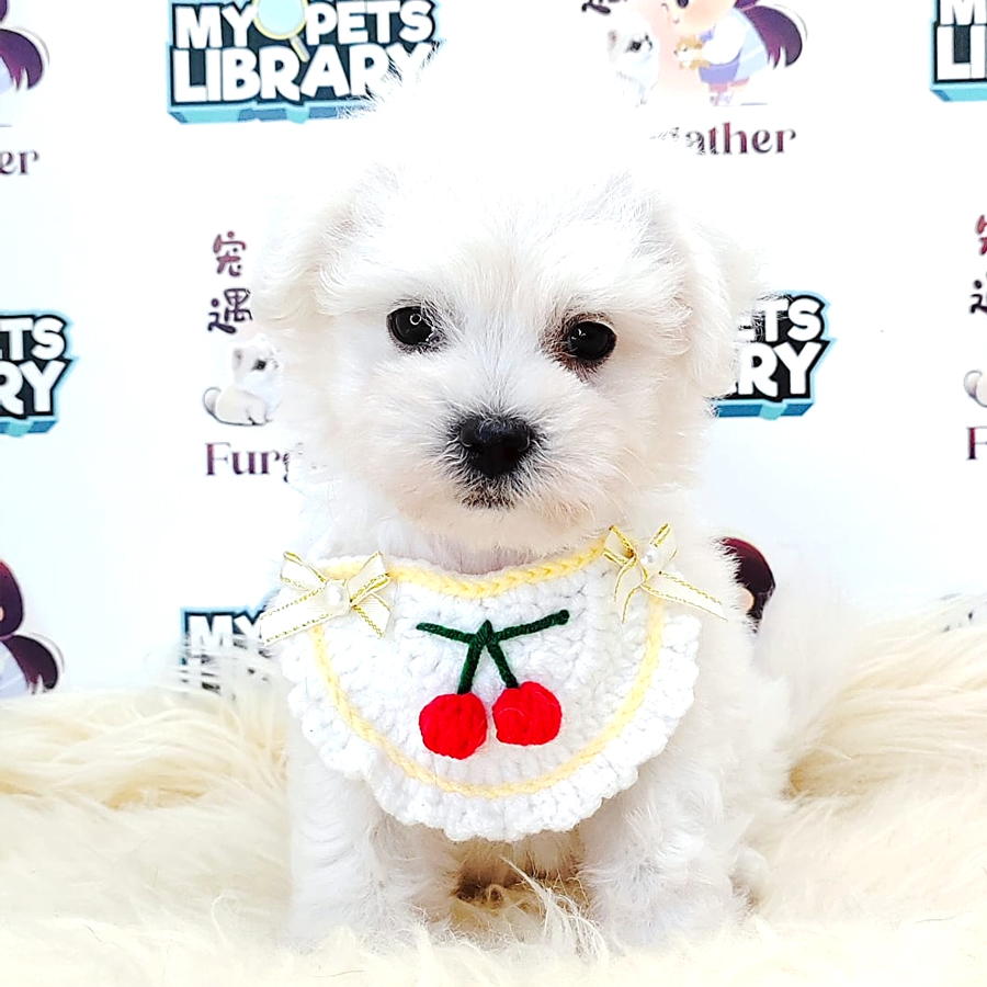 Bichon Puppy (Female) For Sale