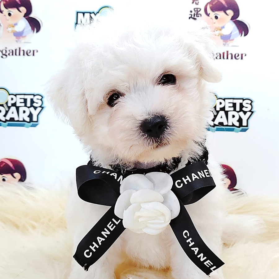 Bichon Puppy (Female) For Sale