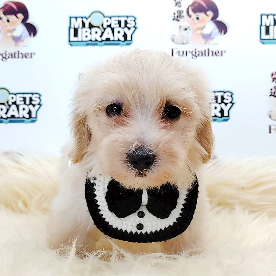 Maltipoo Puppy (Female) For Sale